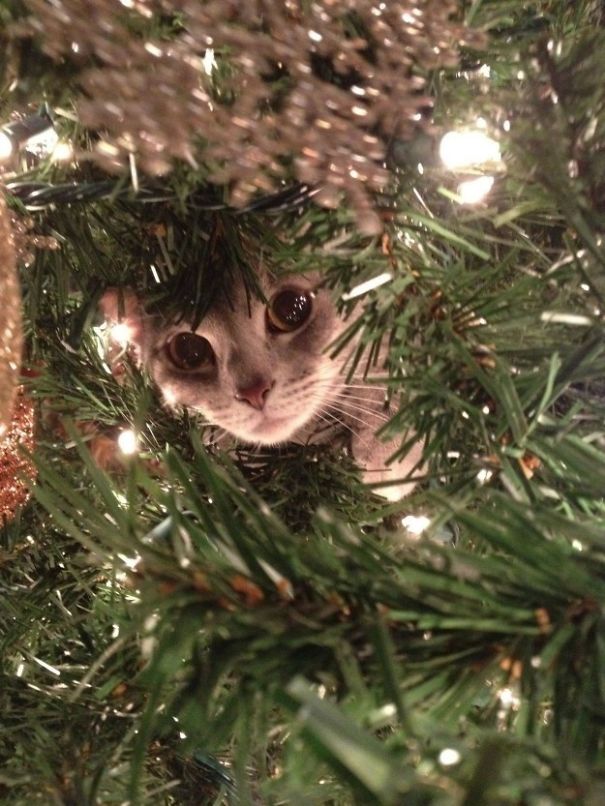 25 Cats Who Are Really Glad You Finally Put Up The Christmas Tree