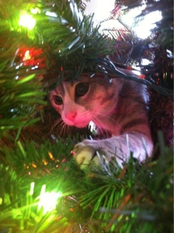 25 Cats Who Are Really Glad You Finally Put Up The Christmas Tree 25 Cats Who Are Really Glad You Finally Put Up The Christmas Tree