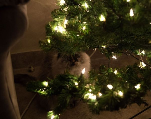 25 Cats Who Are Really Glad You Finally Put Up The Christmas Tree 25 Cats Who Are Really Glad You Finally Put Up The Christmas Tree
