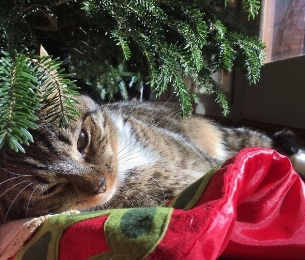 25 Cats Who Are Really Glad You Finally Put Up The Christmas Tree
