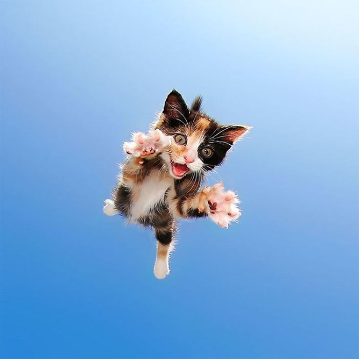 Cute Cats Flying Through The Air! Cute Cats Flying Through The Air!