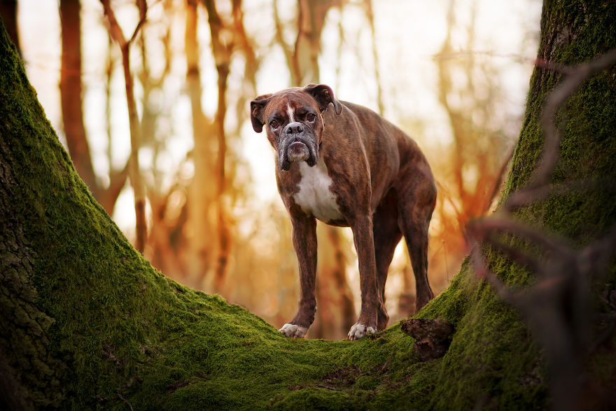 Meet Strawberry, The Boxer Who Is My Best Hiking Buddy Meet Strawberry, The Boxer Who Is My Best Hiking Buddy