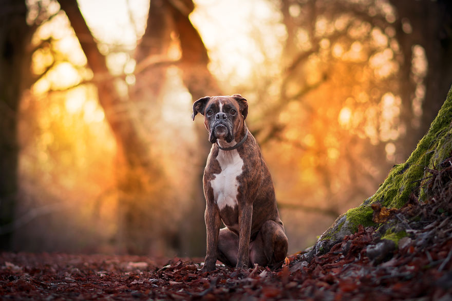 Meet Strawberry, The Boxer Who Is My Best Hiking Buddy Meet Strawberry, The Boxer Who Is My Best Hiking Buddy