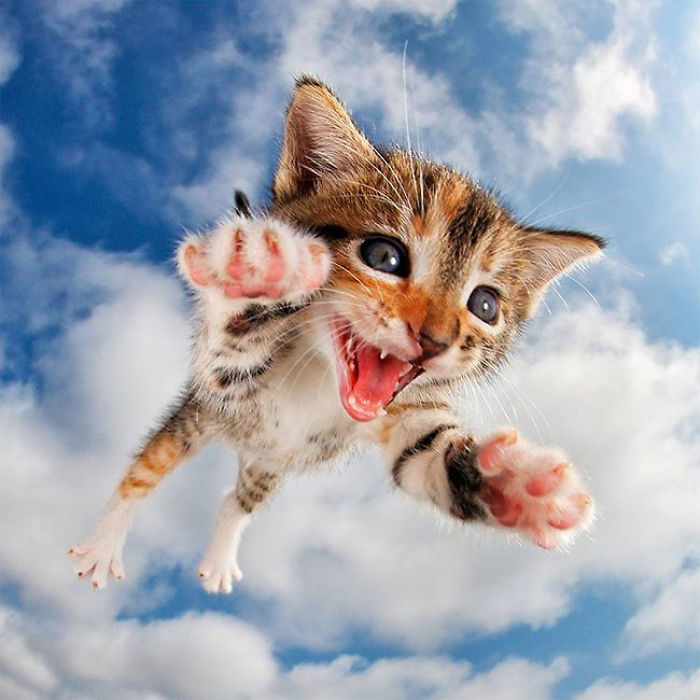 Cute Cats Flying Through The Air! Cute Cats Flying Through The Air!