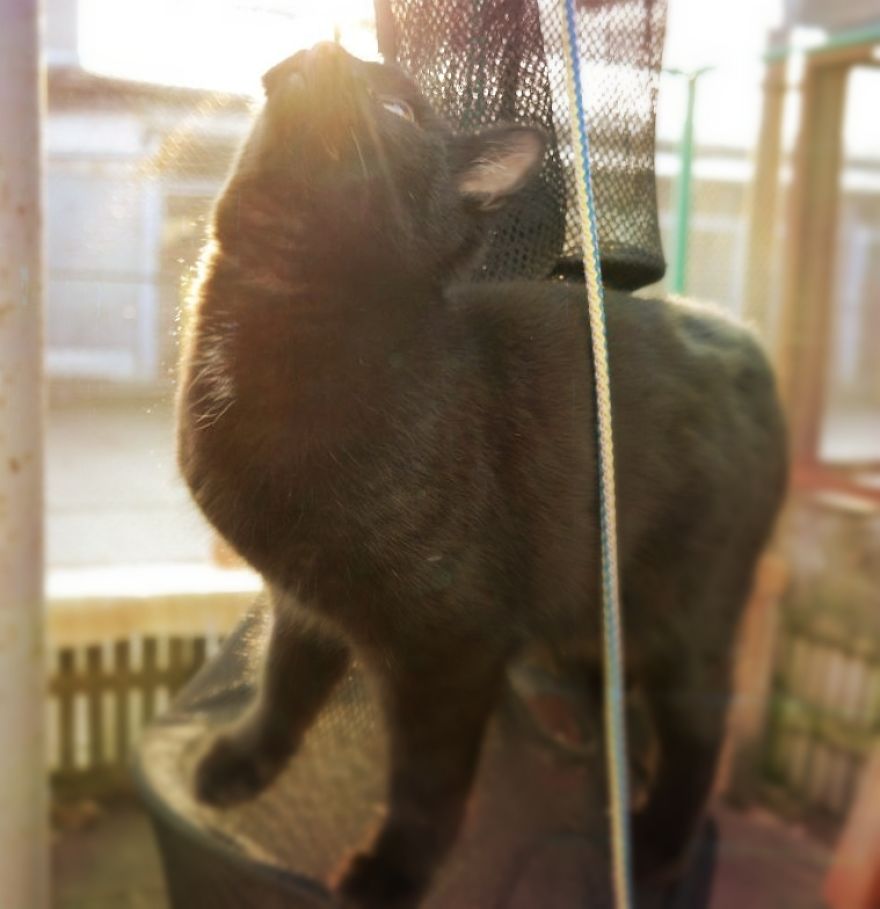 I Capture The Stunning Beauty Of Shelter Cats