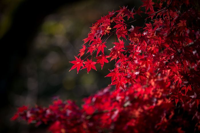 Autumn Leaves Show True Colors In Tokyo