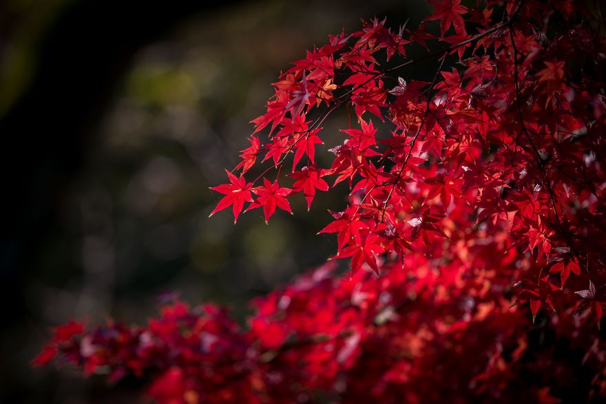 Autumn Leaves Show True Colors In Tokyo