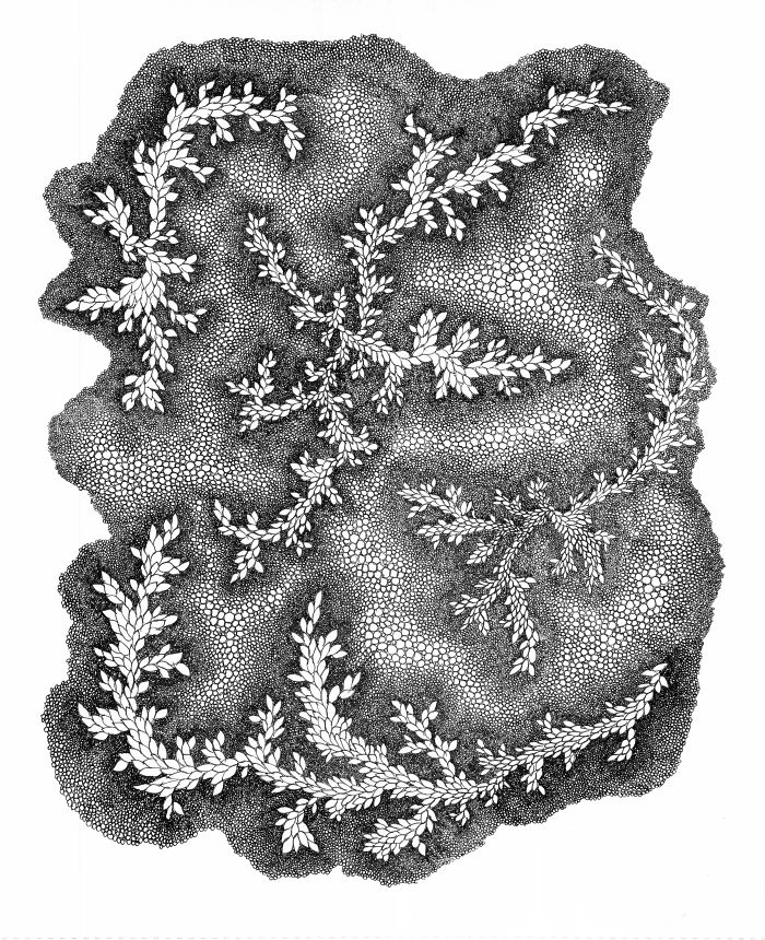 I Make Mini Drawings Using Hundreds Of Tiny Circles With A Pen