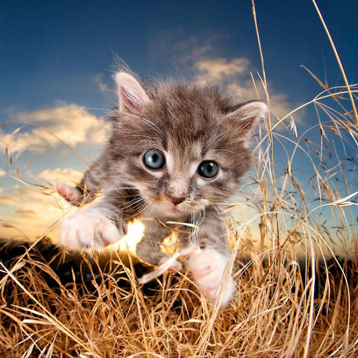 Cute Cats Flying Through The Air!