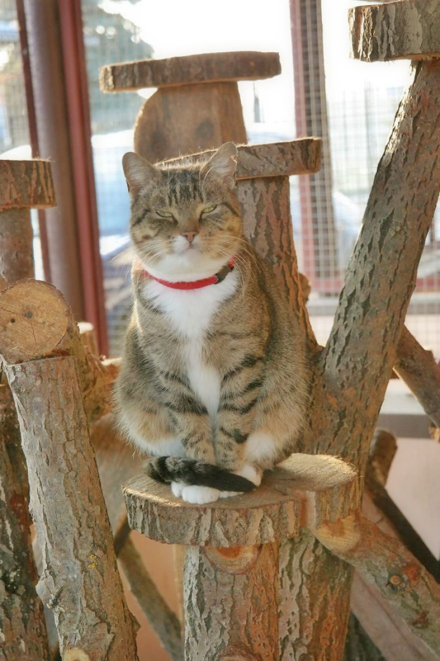 I Capture The Stunning Beauty Of Shelter Cats