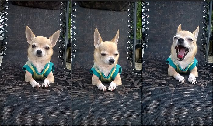 Before And After Being Called A Good Boy... Good What? I Need Snacks.