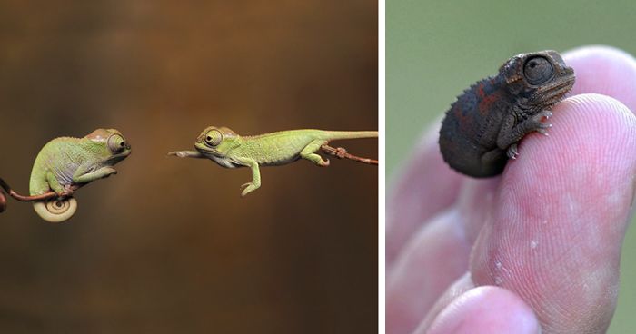 115 Chameleon Babies That Will Make You Fall In Love With Lizards