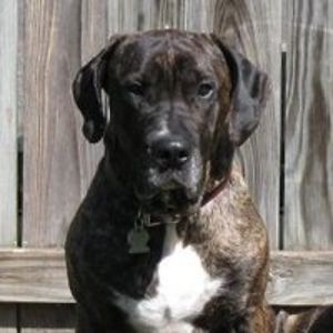 jethrobrinkman avatar