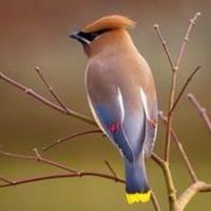 twilightshadows avatar