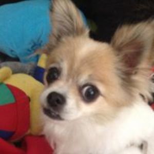 thorvaldurruhs avatar