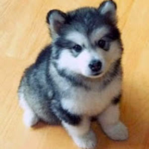 melissasmith_1 avatar