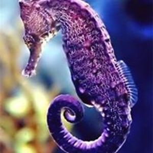 violet_oliveira avatar