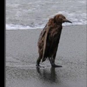 annefalkenreck avatar