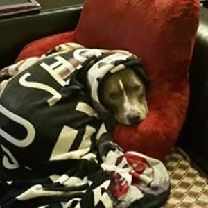 veelaprincess avatar