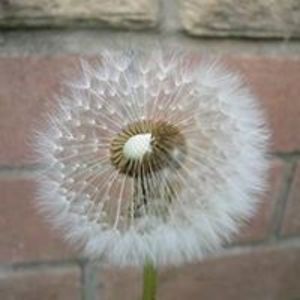 hollyberinger avatar