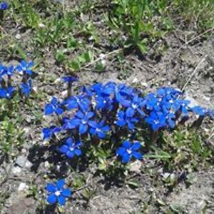 uilli_il_sommo avatar