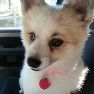 alessandrasoto avatar