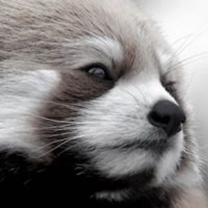 feardorcha_fael avatar