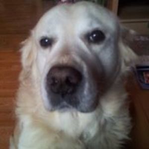 pieter_korremans avatar