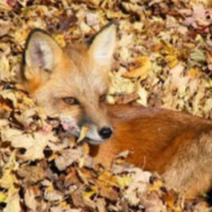 shatteredexisistance avatar