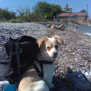 chrisansarris avatar