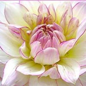 trijnie_moonflower avatar