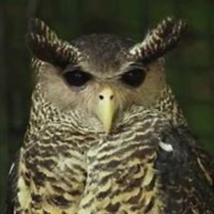 chamikafonseka avatar