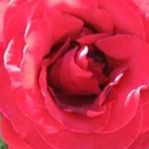 gabrielamygirl avatar