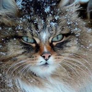 patriziafranchini avatar