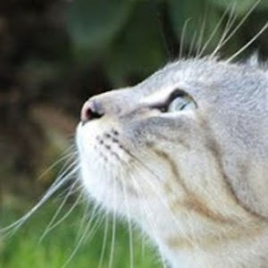 meherunnessa_1 avatar