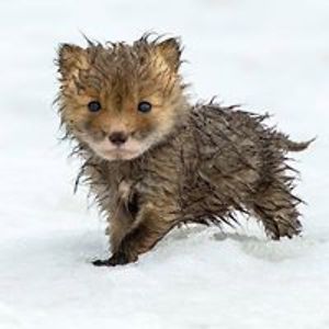 abaslabedziowski avatar