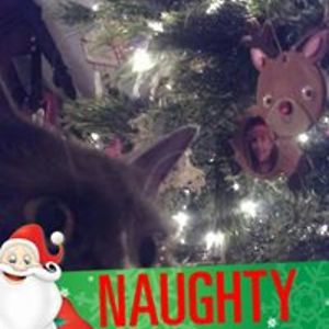 white_gnostic avatar