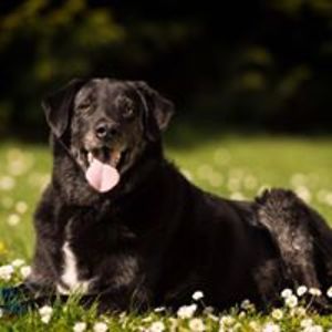 sharon_hanlon avatar