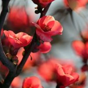 bianka_gheorghiu avatar