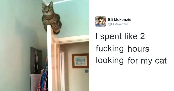 103 Of The Best Cat Tweets Of 2016