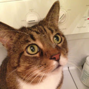 aimeesheufelt avatar