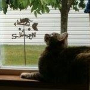 librarianlinda37 avatar