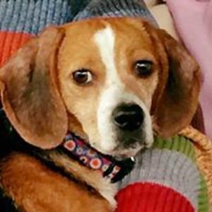 decembersunshine avatar