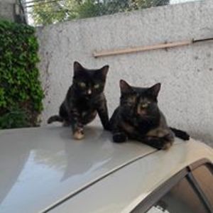 montse_moore_oliver avatar