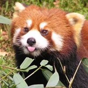 redpandaliza avatar