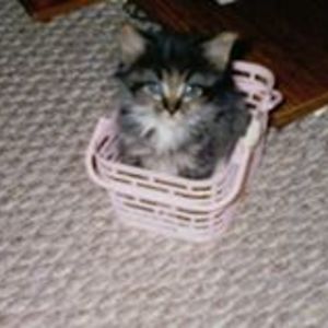 willowkinz822 avatar