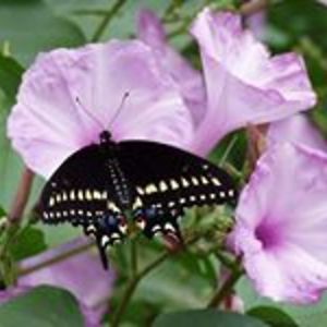 leeba_weisberg avatar