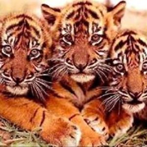 susan_drought avatar