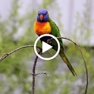 nonsibicunctisnonsibicunctis avatar