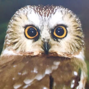 victoriapietsch avatar